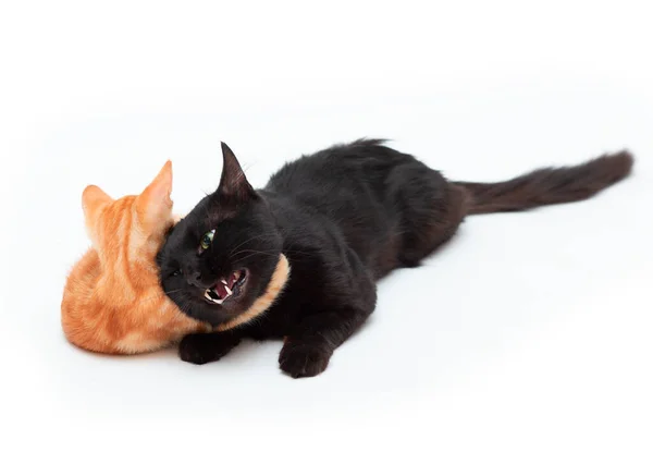 Rood Gestreepte Kitten Grappig Speelt Vecht Met Een Volwassen Zwarte — Stockfoto