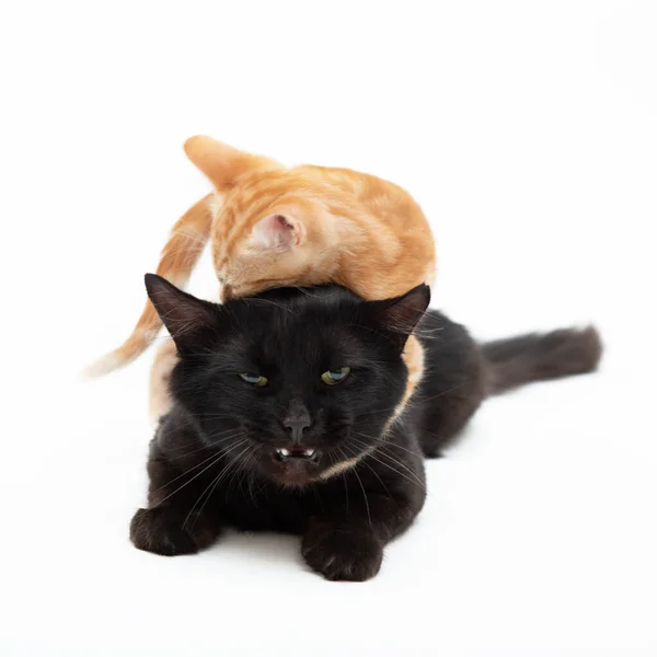 Red Striped Kitten Funny Plays Fights Adult Black Cat Isolated — Stock Photo, Image