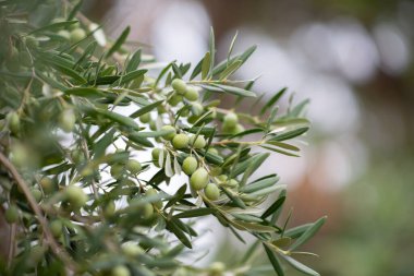 Zeytin ağaçları bahçesi. Akdeniz zeytin çiftliği hasat için hazır. Taze zeytinli İtalyan zeytinliği.. 