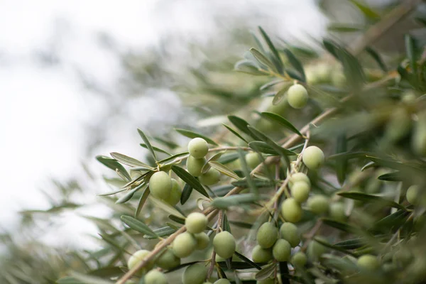 Olivenbäume Garten Mediterraner Olivenbauernhof Zur Ernte Bereit Italienischer Olivenhain Mit — Stockfoto