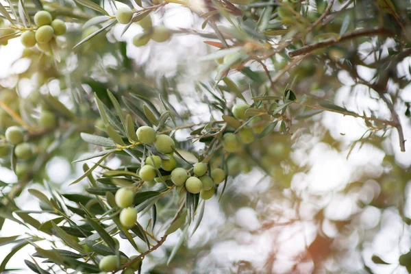 Zeytin Ağaçları Bahçesi Akdeniz Zeytin Çiftliği Hasat Için Hazır Taze — Stok fotoğraf