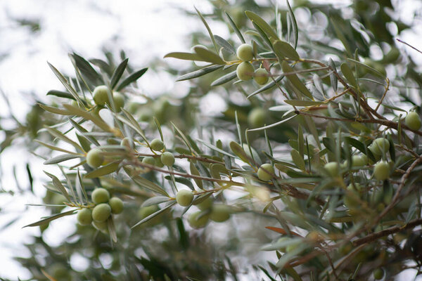 Оливковые деревья сад. Средиземноморская оливковая ферма готова к уборке. Итальянская оливковая роща со спелыми оливками
. 