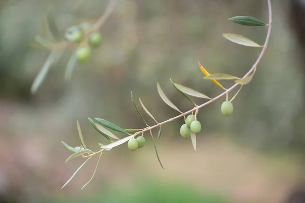 Zeytin Ağaçları Bahçesi Akdeniz Zeytin Çiftliği Hasat Için Hazır Taze — Stok fotoğraf