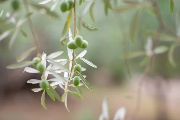 Olivenbäume Garten Mediterraner Olivenbauernhof Zur Ernte Bereit Italienischer Olivenhain Mit — Stockfoto