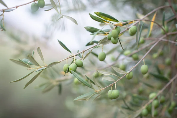 Olive trees garden. Mediterranean olive farm ready for harvest. Italian olive's grove with ripe fresh olives.