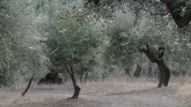 Akdeniz 'de zeytinlikler, olgun zeytinlerle dallar