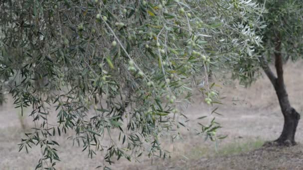 Oliveraie Méditerranéenne Branches Aux Olives Mûres — Video