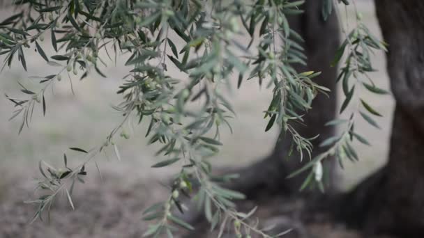 Olivar Mediterráneo Ramas Con Aceitunas Maduras — Vídeo de stock