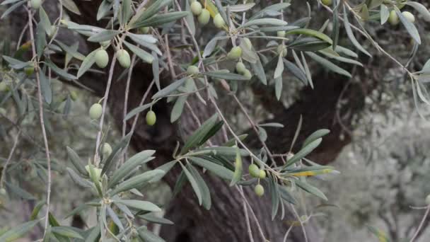 Oliveraie Méditerranéenne Branches Aux Olives Mûres — Video