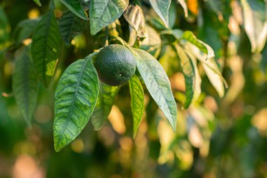 Meyveli Mandarin ağacı. Taze yeşil mandallı ve yapraklı bir dal. Satsuma ağacı resmi.