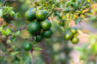 Meyveli Mandarin ağacı. Taze yeşil mandallı ve yapraklı bir dal. Satsuma ağacı resmi.