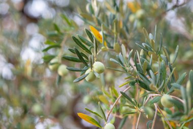 Yağmurdan sonra zeytin ağaçları. Akdeniz zeytin çiftliği hasat için hazır. Taze zeytinli İtalyan zeytinliği.. 