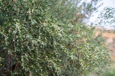 Zeytin ağaçları bahçesi. Akdeniz zeytin çiftliği hasat için hazır. Taze zeytinli İtalyan zeytinliği.. 