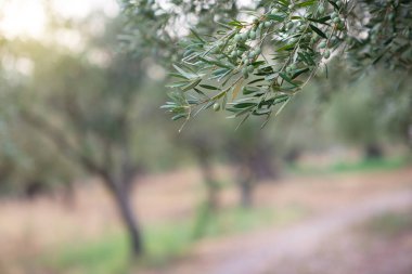 Zeytin ağaçları bahçesi. Akdeniz zeytin çiftliği hasat için hazır. Taze zeytinli İtalyan zeytinliği.. 