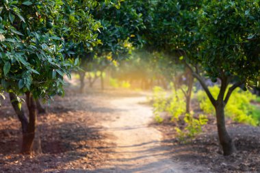 Sicilya, İtalya 'da ağaçlarla kaplı bir turunçgil bahçesi. Meyveli Mandarin ağacı. Taze yeşil mandallı ve yapraklı bir dal. Satsuma ağacı resmi. Cennet