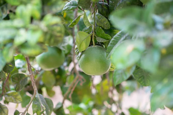 Grapefruit tree. Branch with fresh green fruits and leaves. Citrus garden in Sicily, Italy.
