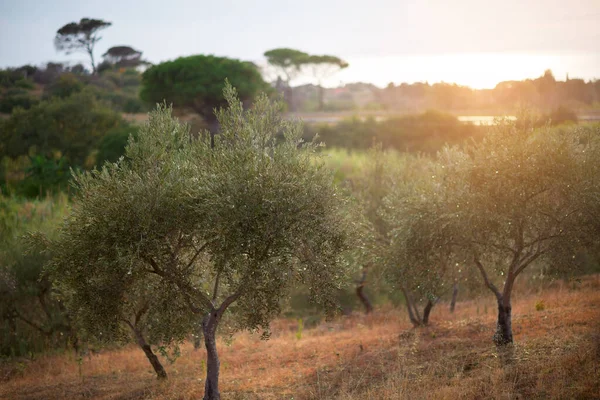 Κήπος Ελιές Μεσογειακό Ελαιοτριβείο Έτοιμο Για Συγκομιδή Άλσος Ιταλικής Ελιάς — Φωτογραφία Αρχείου