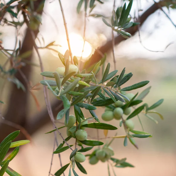 Jardim Oliveiras Quinta Oliveiras Mediterrânica Pronta Para Colheita Azeitonas Italianas — Fotografia de Stock