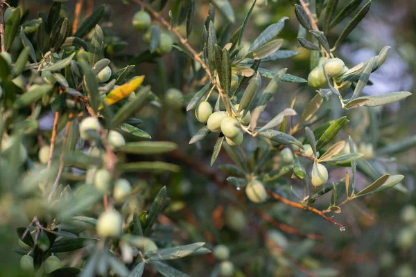 Zeytin Ağaçları Bahçesi Akdeniz Zeytin Çiftliği Hasat Için Hazır Taze — Stok fotoğraf