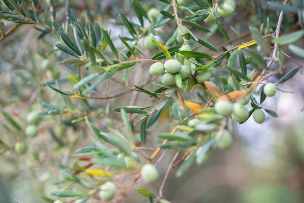 Giardino Olivi Dopo Pioggia Azienda Olivicola Mediterranea Pronta Raccolta Oliveto — Foto Stock