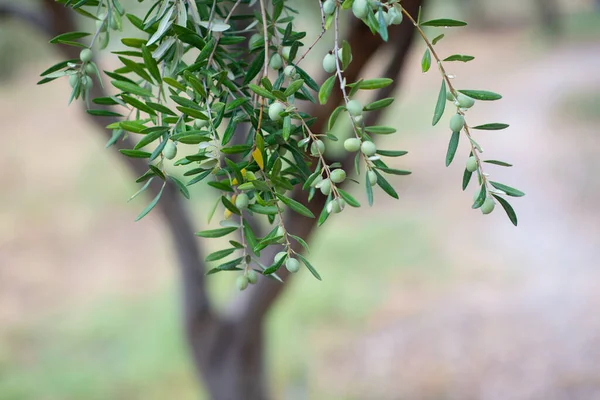 Olivenbäume Garten Mediterraner Olivenbauernhof Zur Ernte Bereit Italienischer Olivenhain Mit — Stockfoto