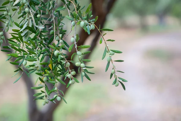 Olivenbäume Garten Mediterraner Olivenbauernhof Zur Ernte Bereit Italienischer Olivenhain Mit — Stockfoto