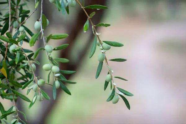 Giardino Ulivi Azienda Agricola Mediterranea Pronta Vendemmia Oliveto Italiano Con — Foto Stock