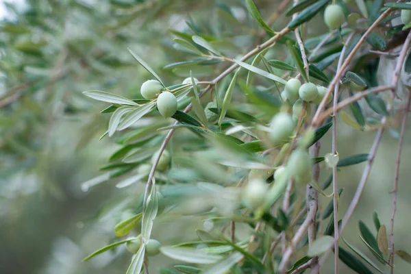 Zeytin Ağaçları Bahçesi Akdeniz Zeytin Çiftliği Hasat Için Hazır Taze — Stok fotoğraf