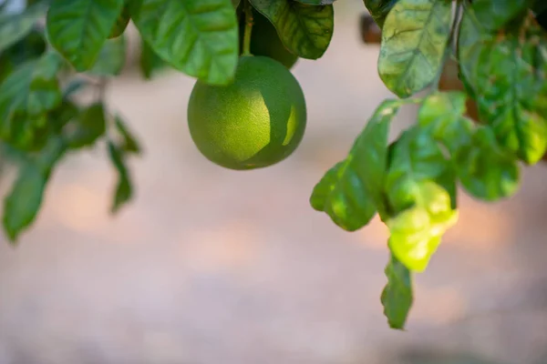 Grapefruit tree. Branch with fresh green fruits and leaves. Citrus garden in Sicily, Italy.