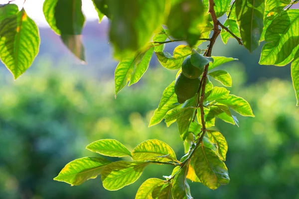 Árbol Limón Floreciendo Rama Con Limones Verdes Frescos Hojas Flores — Foto de Stock