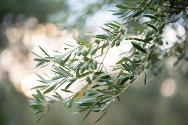 Zeytin ağaçları bahçesi. Akdeniz zeytin çiftliği hasat için hazır. Taze zeytinli İtalyan zeytinliği.. 