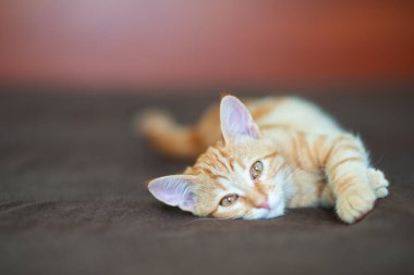 Klasik mermer desenli sevimli kırmızı kedi yavrusu evdeki kanepede yatıyor. Sevimli küçük hayvan. Sevimli çocuk hayvan.