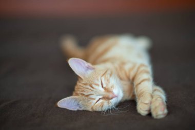 Klasik mermer desenli şirin kırmızı kedi yavrusu kanepede uyuyor. Sevimli küçük hayvan. Sevimli çocuk hayvan.