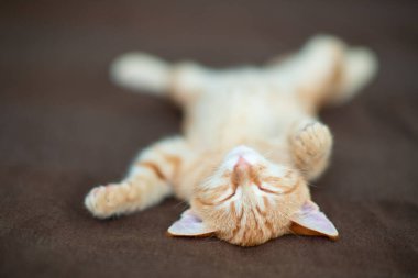 Klasik mermer desenli şirin kırmızı kedi yavrusu kanepede uyur. Sevimli küçük hayvan. Sevimli çocuk hayvan.