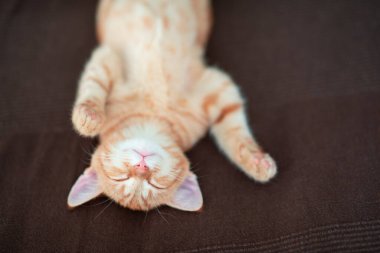 Klasik mermer desenli şirin kırmızı kedi yavrusu kanepede uyur. Sevimli küçük hayvan. Sevimli çocuk hayvan.