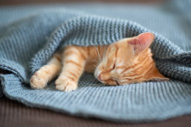 Şirin kırmızı kedi yavrusu gri örülü bir battaniyeyle kaplı kanepede uyuyor. Sevimli küçük hayvan. Sevimli çocuk hayvan.