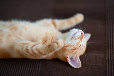 Klasik mermer desenli şirin kırmızı kedi yavrusu kanepede uyur. Sevimli küçük hayvan. Sevimli çocuk hayvan.