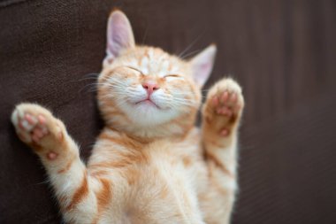 Klasik mermer desenli şirin kırmızı kedi yavrusu kanepede uyur. Sevimli küçük hayvan. Sevimli çocuk hayvan.