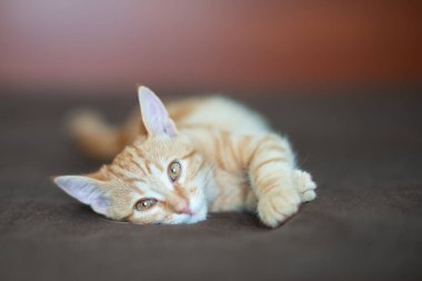 Klasik mermer desenli sevimli kırmızı kedi yavrusu evdeki kanepede yatıyor. Sevimli küçük hayvan. Sevimli çocuk hayvan.