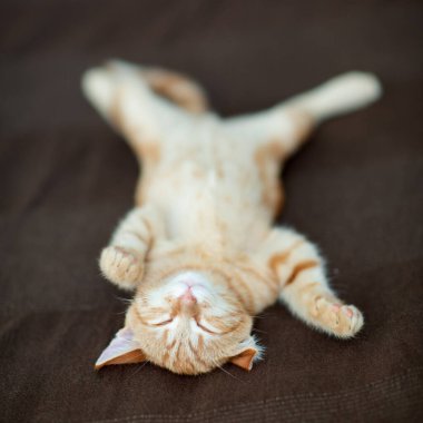 Klasik mermer desenli şirin kırmızı kedi yavrusu kanepede uyur. Sevimli küçük hayvan. Sevimli çocuk hayvan.