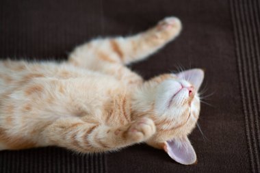 Klasik mermer desenli şirin kırmızı kedi yavrusu kanepede uyur. Sevimli küçük hayvan. Sevimli çocuk hayvan.