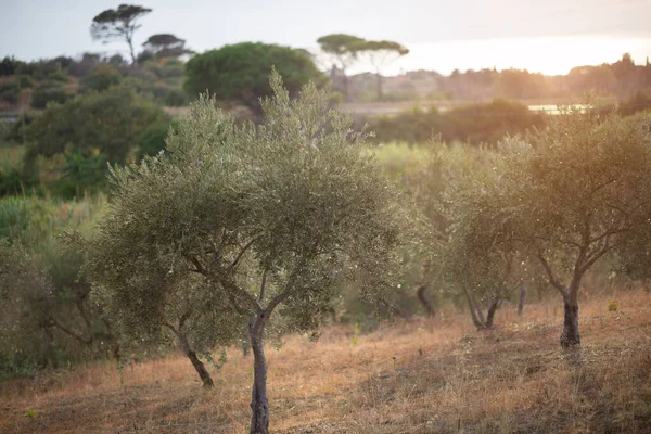 Κήπος Ελιές Μεσογειακό Ελαιοτριβείο Έτοιμο Για Συγκομιδή Άλσος Ιταλικής Ελιάς — Φωτογραφία Αρχείου