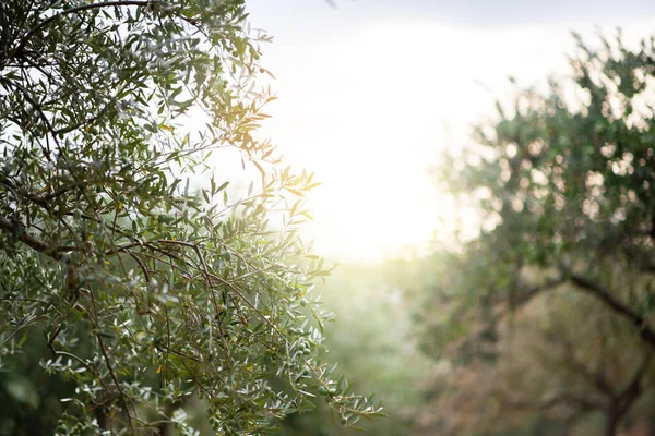 Ogród Oliwny Śródziemnomorska Farma Oliwna Gotowa Zbiorów Włoski Gaj Oliwny — Zdjęcie stockowe
