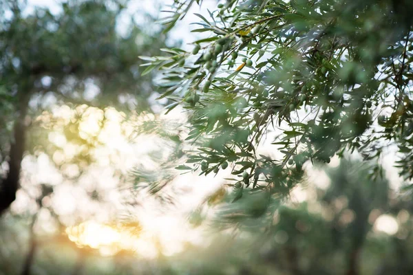 Olijfbomen Tuin Mediterrane Olijfgaard Klaar Voor Oogst Italiaanse Olijfgaard Met — Stockfoto