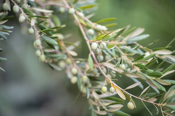 Olivenbäume Garten Mediterraner Olivenbauernhof Zur Ernte Bereit Italienischer Olivenhain Mit — Stockfoto