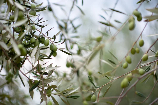 Zeytin Ağaçları Bahçesi Akdeniz Zeytin Çiftliği Hasat Için Hazır Taze — Stok fotoğraf
