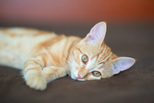 古典的な大理石のパターンを持つかわいい赤い子猫は自宅のソファにあります 愛らしい小さなペット かわいい子動物 — ストック写真