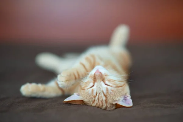 대리석 무늬가 귀여운 고양이가 소파에서 귀여운 동물이야 귀여운 — 스톡 사진