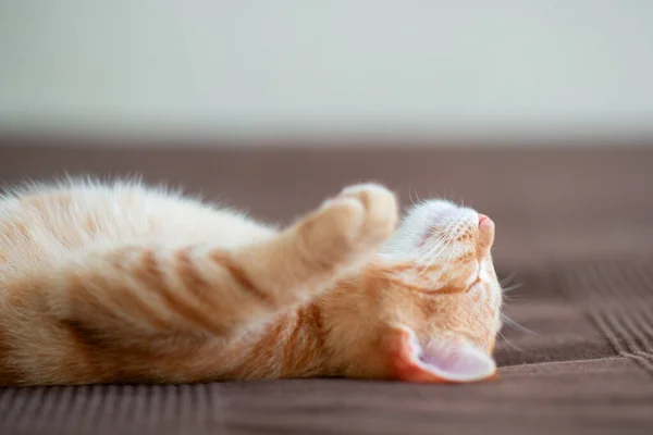 Gatinho Vermelho Bonito Com Padrão Mármore Clássico Dorme Parte Trás — Fotografia de Stock