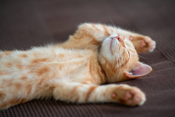 Cute red kitten with classic marble pattern sleeps on the back on sofa. Adorable little pet. Cute child animal